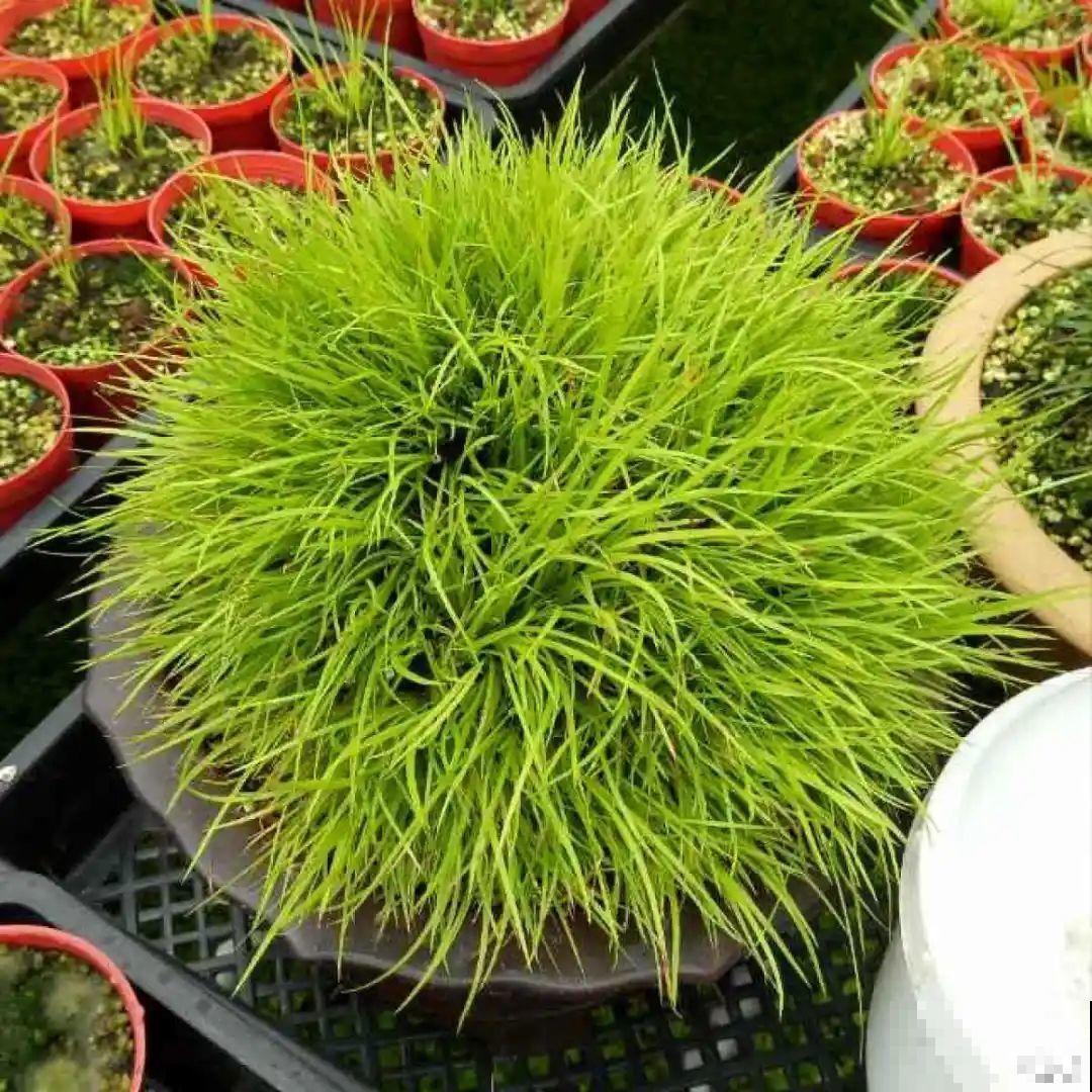 10种花夏天喝水多,多浇水,很快爆满一大缸 10种花夏天喝水多,多浇水,很快爆满一大缸