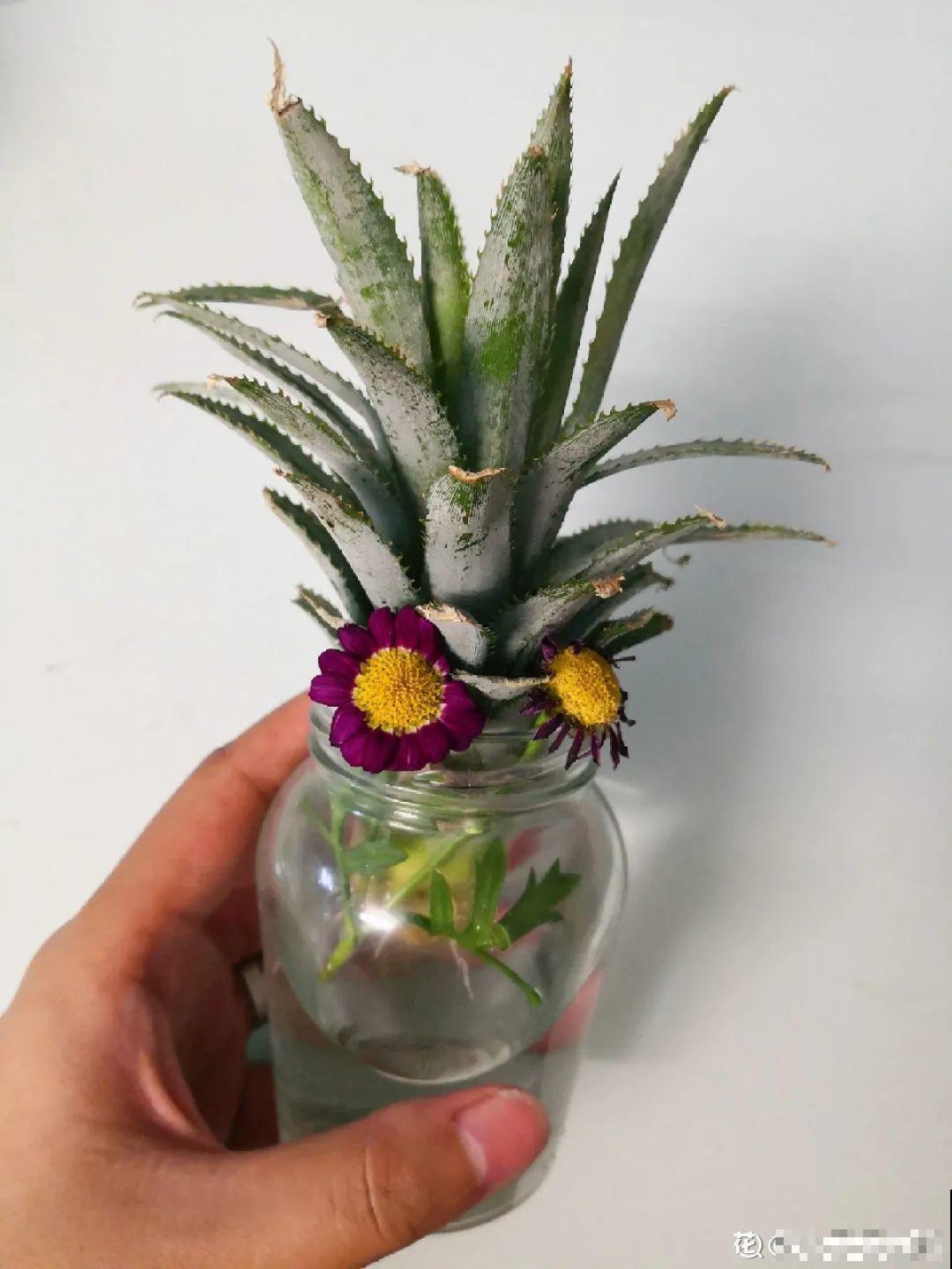 半死不活的花,扔水里,突然长疯了 半死不活的花,扔水里,突然长疯了