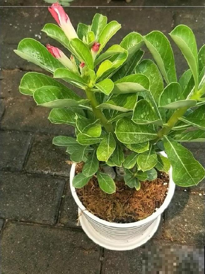 能长成“小树”的多肉，养得越久长得越壮，老桩看着真喜人