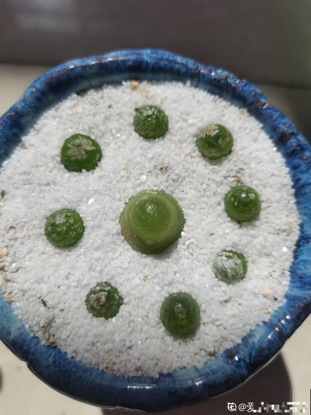 养多肉的人里，有一群“屁股花”爱好者，养的多肉超可爱