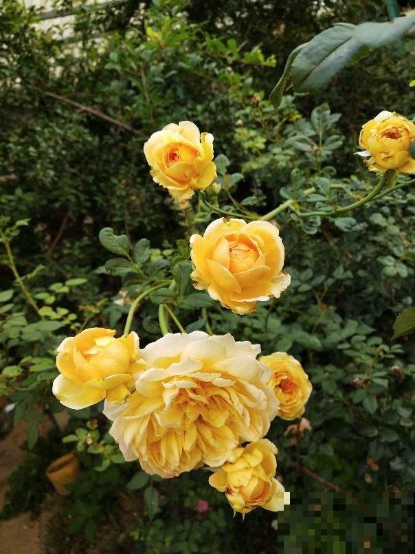 辛辛苦苦养的花，让人偷着剪光了，真的太生气