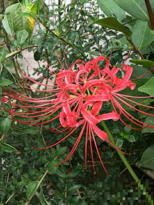 4种花颜值很高，但就败在名字上，真是冤枉