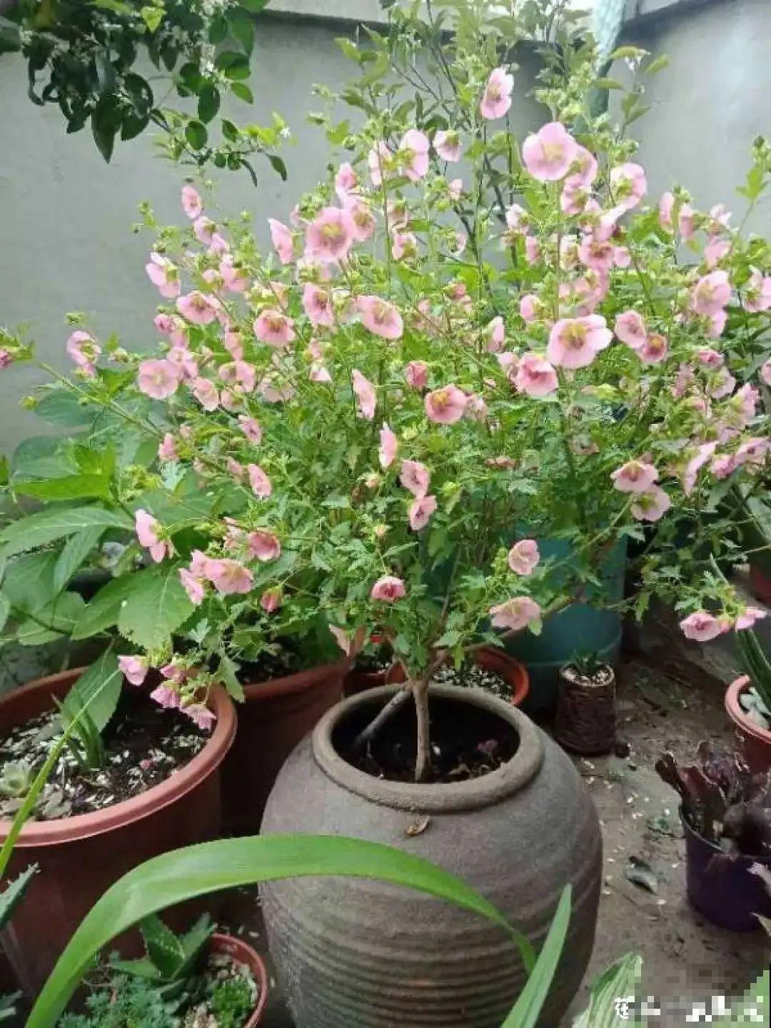 夏天扦插小木槿，半个月生根，养成棒棒糖开出花球