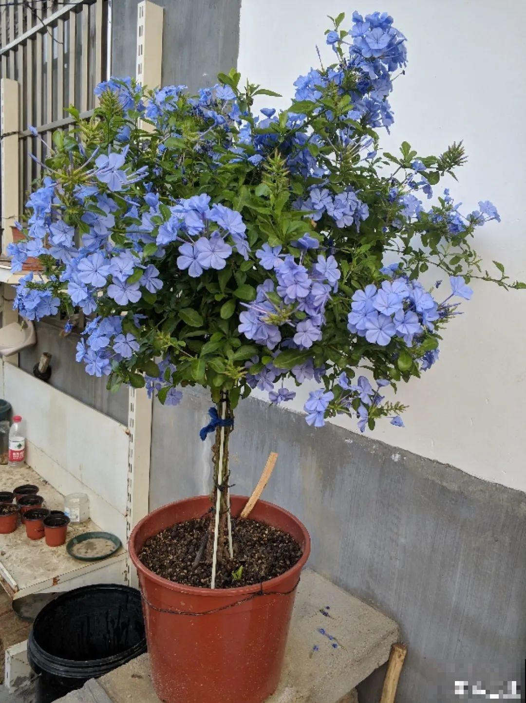 11种常见花，现在扦插，成活率特高