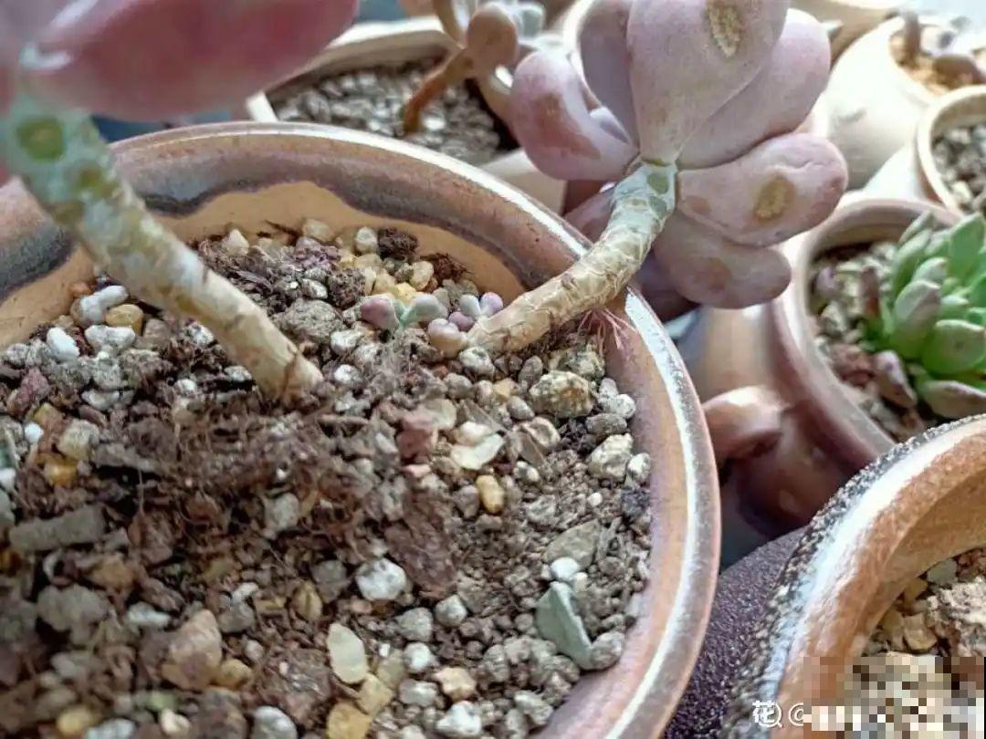 多肉长满白毛须，是个危险信号，要及时处理