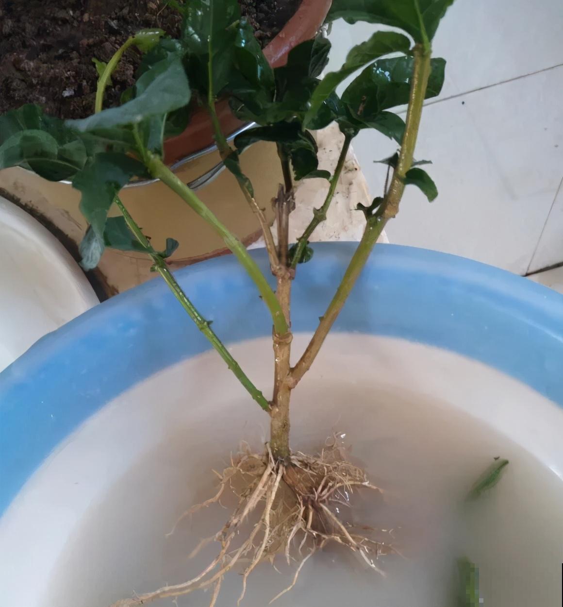 新买的绣球别猛晒，养在阴凉通风处最好，不然叶子全晒焦了