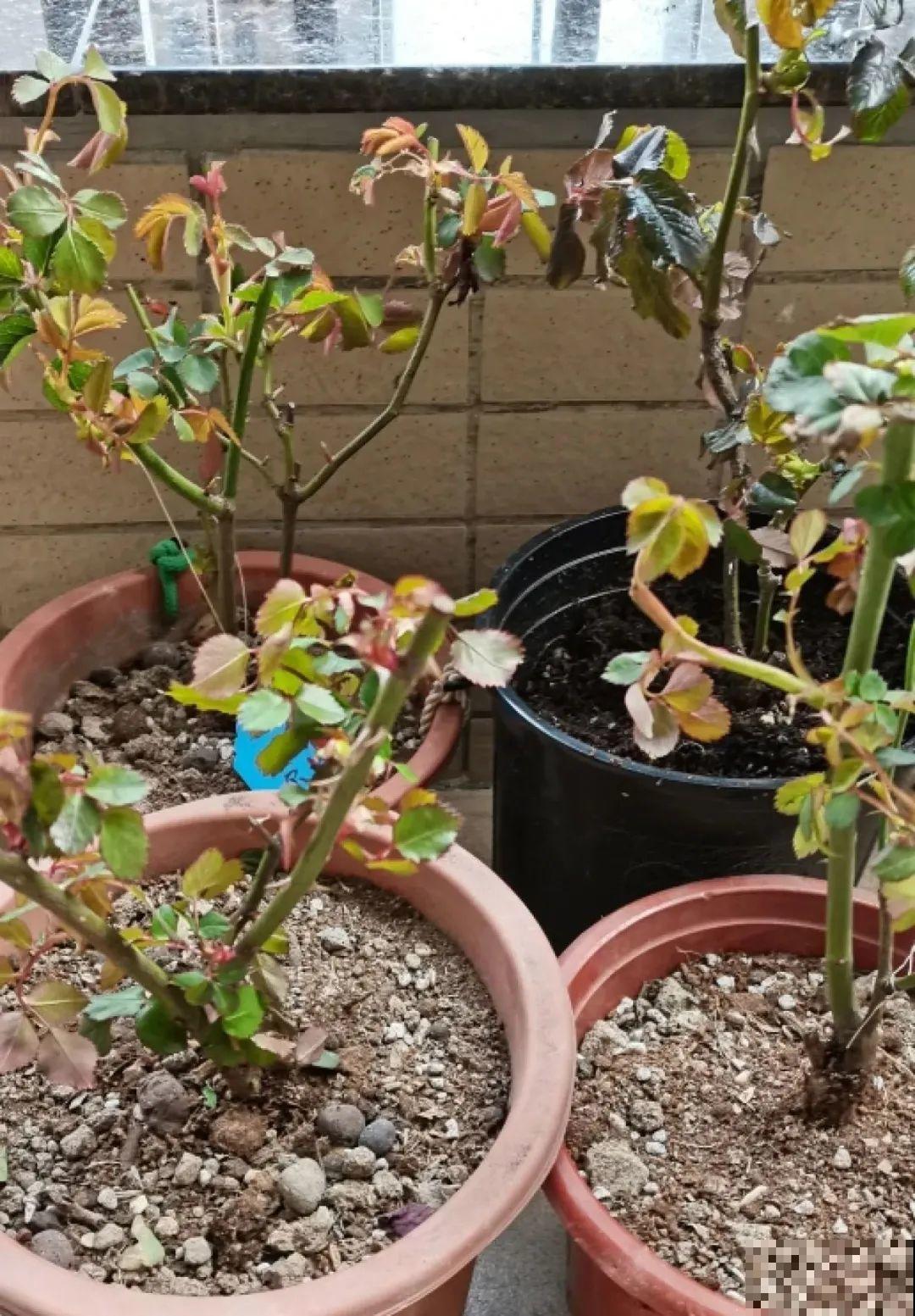 8种花开始慢慢睡醒了， 现在长得正旺，多浇水施肥， 开花更多！