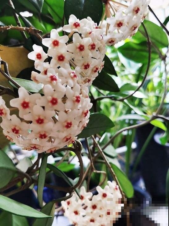 家里只要养一种花，夏天变成“花帘子”，天天看心情都变好