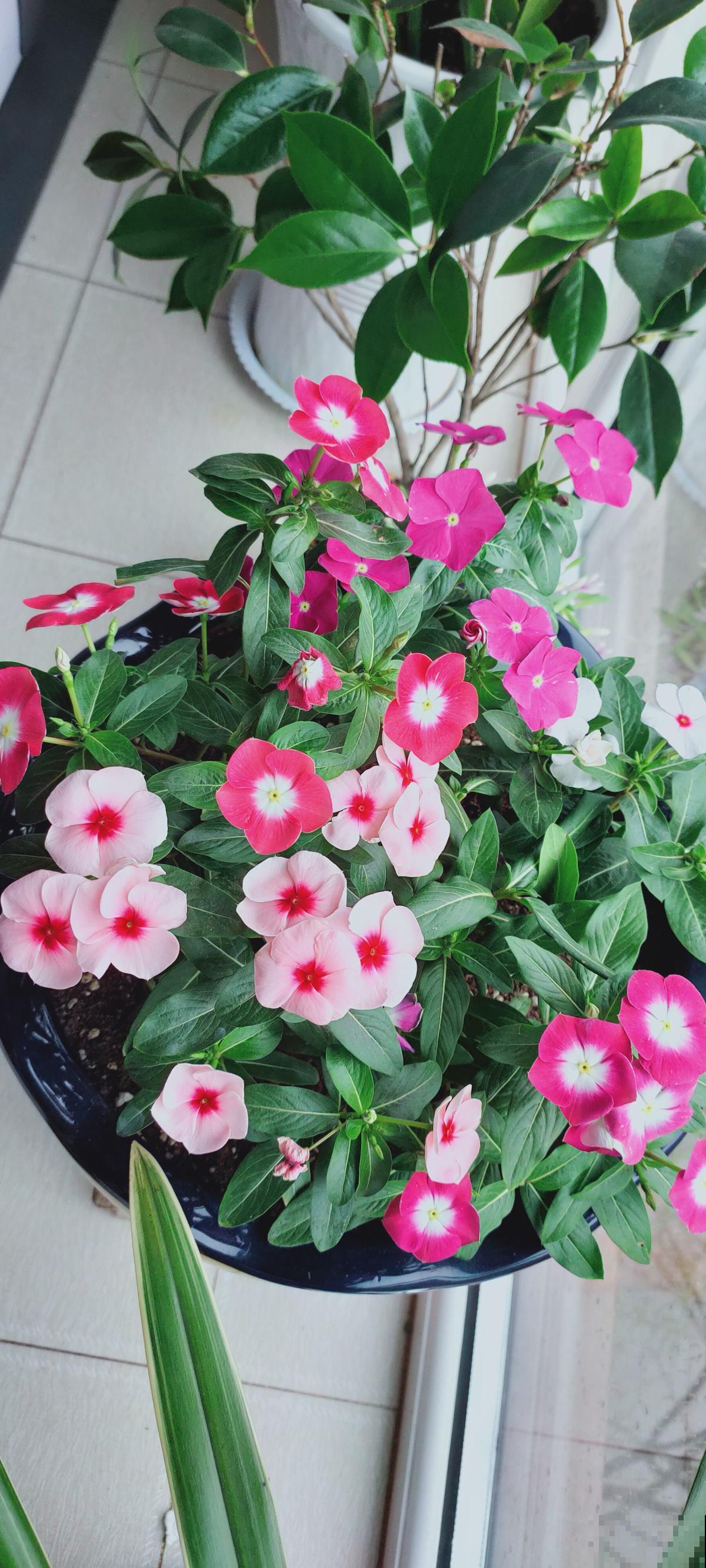 养这4种花,省事不费力,开出又大又艳的花来! 养这4种花,省事不费力,开出又大又艳的花来!