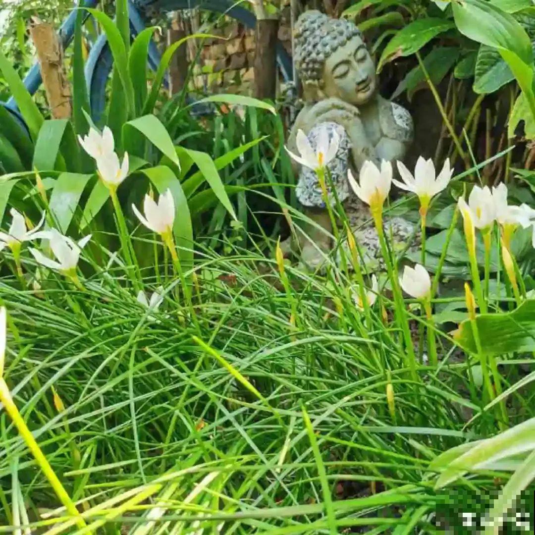 风雨兰太皮实,暴晒淋大雨,反而疯狂开花 风雨兰太皮实,暴晒淋大雨,反而疯狂开花