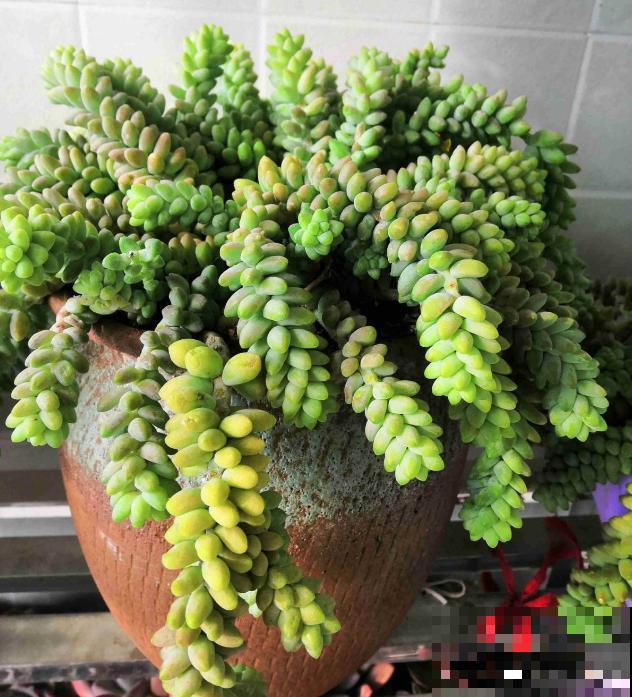 春天的多肉，长成一把大大扇子，看着就是爽