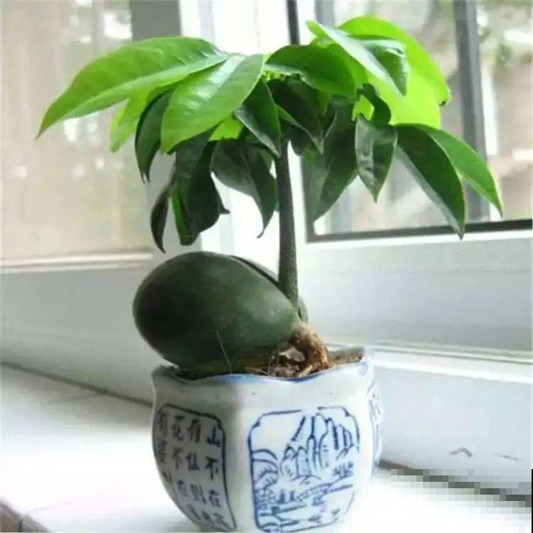 植物长了个大肚子，超级耐旱，一个月不浇水也死不了