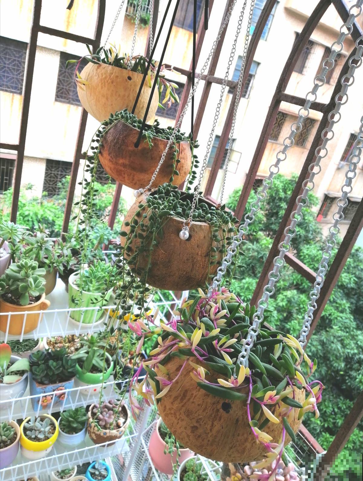 家里的旧物件别丢，拿来养花，能省不少养花钱