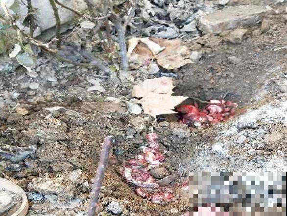 花园“三剑客”，可不太好养，能养好的都是高手