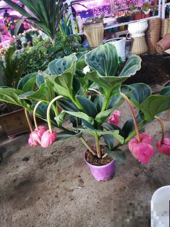 网红花不一定好养,跟风买要慎重,千万别盲目 网红花不一定好养,跟风买要慎重,千万别盲目