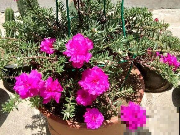 5年的马齿苋，长成“一棵小树”，真头一回见