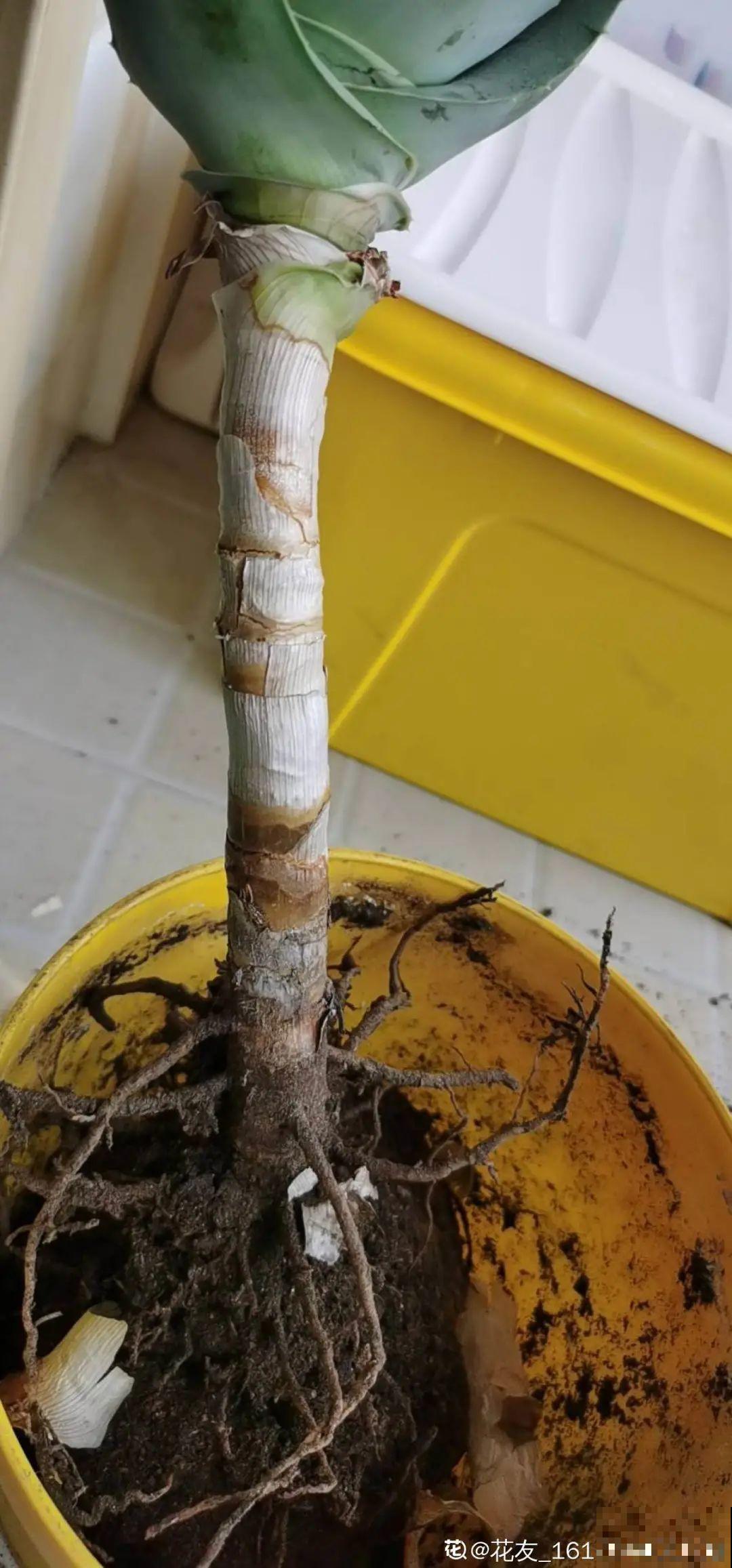 家里养盆镇宅花，越长越霸气，安全感十足