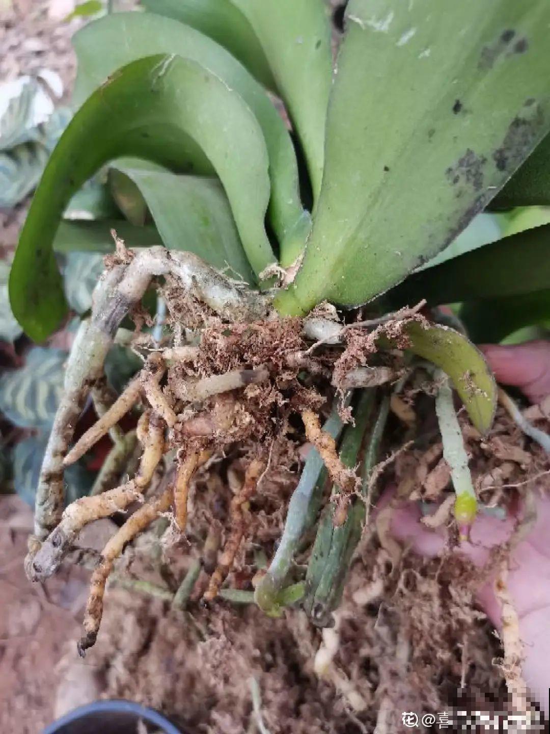 花市上的蝴蝶兰，长得像假花，谁见了都要摸一下！