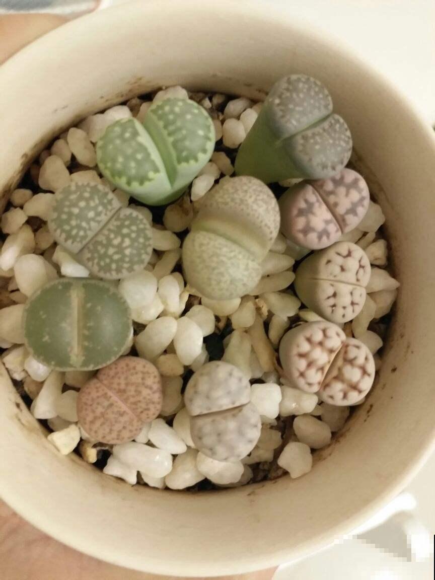 4种多肉有“两副面孔”，小时候可爱，长大后太丑