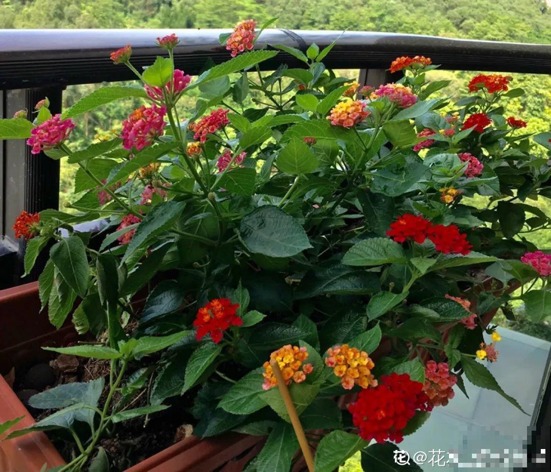 入侵植物太可怕，周围的草全被缠死，谨慎养护