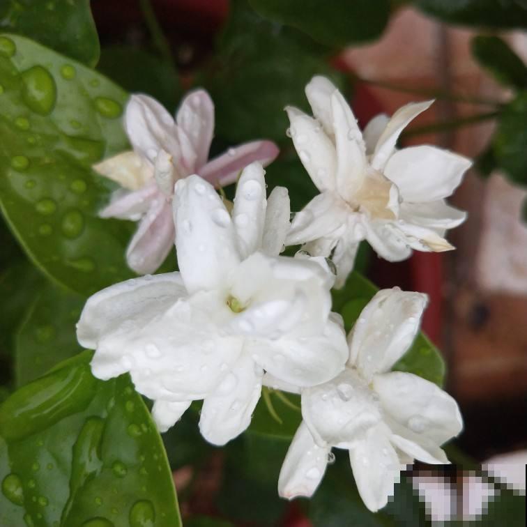 茉莉不开花,使劲晒、多用有机肥,呼呼开花摁不住 茉莉不开花,使劲晒、多用有机肥,呼呼开花摁不住