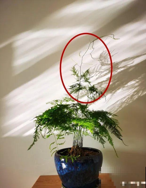 春天给花修剪,花才能呼呼开,俩月开爆盆 春天给花修剪,花才能呼呼开,俩月开爆盆