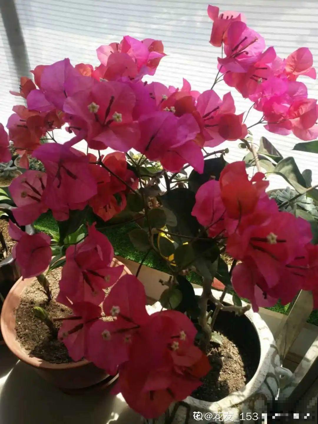 春天给花修剪,花才能呼呼开,俩月开爆盆 春天给花修剪,花才能呼呼开,俩月开爆盆