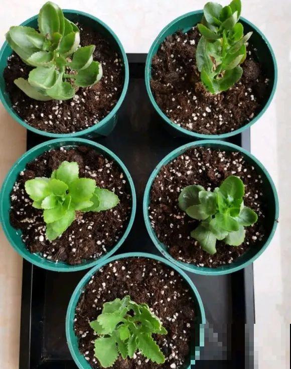 难度夏的8种花，赶紧扦插备份，再晚只剩盆了