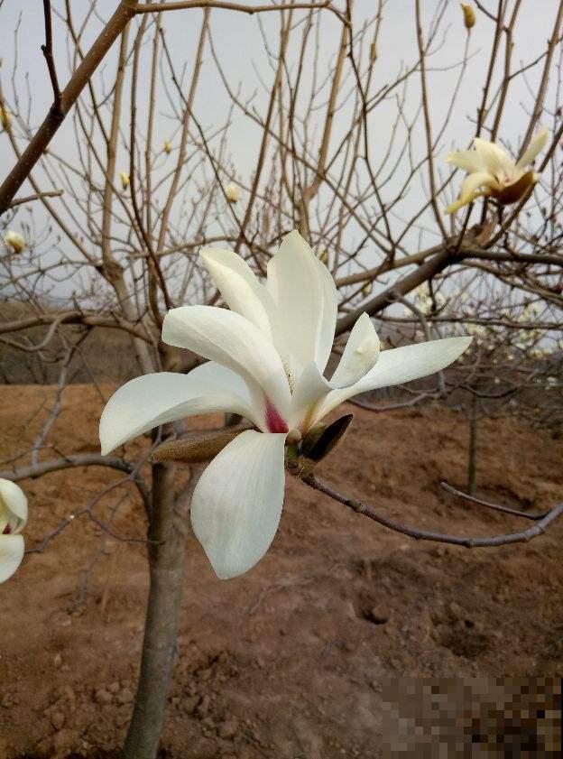 一把木枝条插土里,半个月就生根,长得特健壮 一把木枝条插土里,半个月就生根,长得特健壮