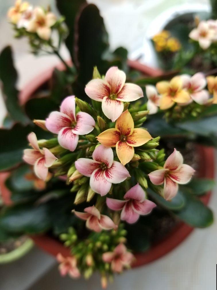 不适合勤浇水的6种花，浇多了，就黄叶！