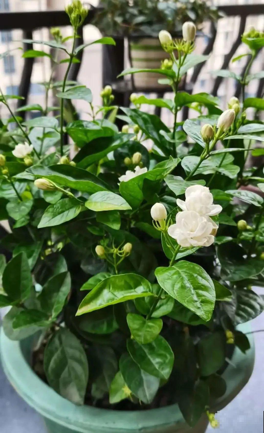 给花浇水掺点白醋，植物根比萝卜还粗，健壮不黄叶