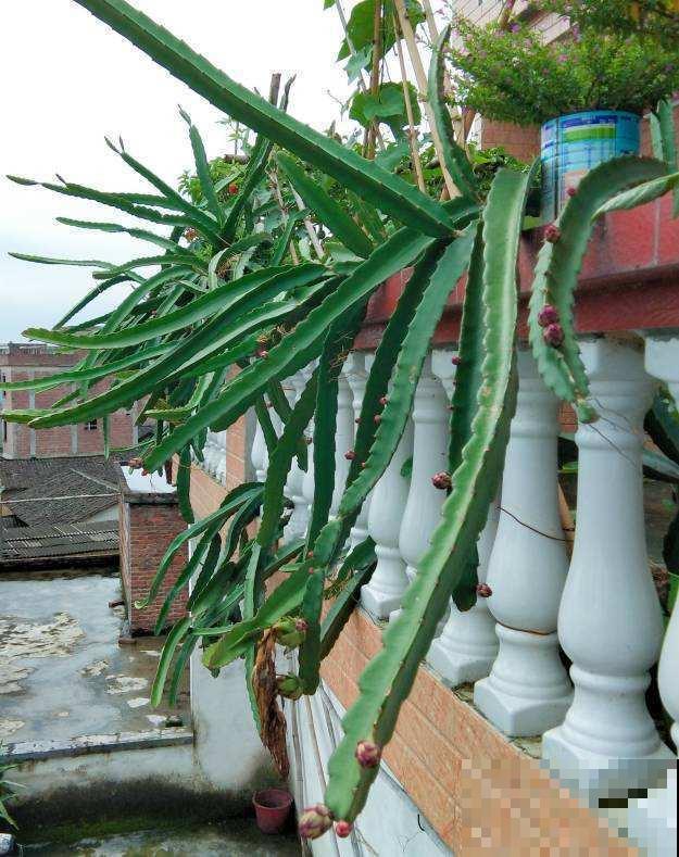 阳台种棵火龙果，果子爬满了枝头，可馋坏了邻居！