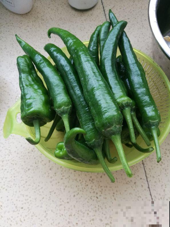 阳台上种菜，多晒太阳多通风，才能长得好