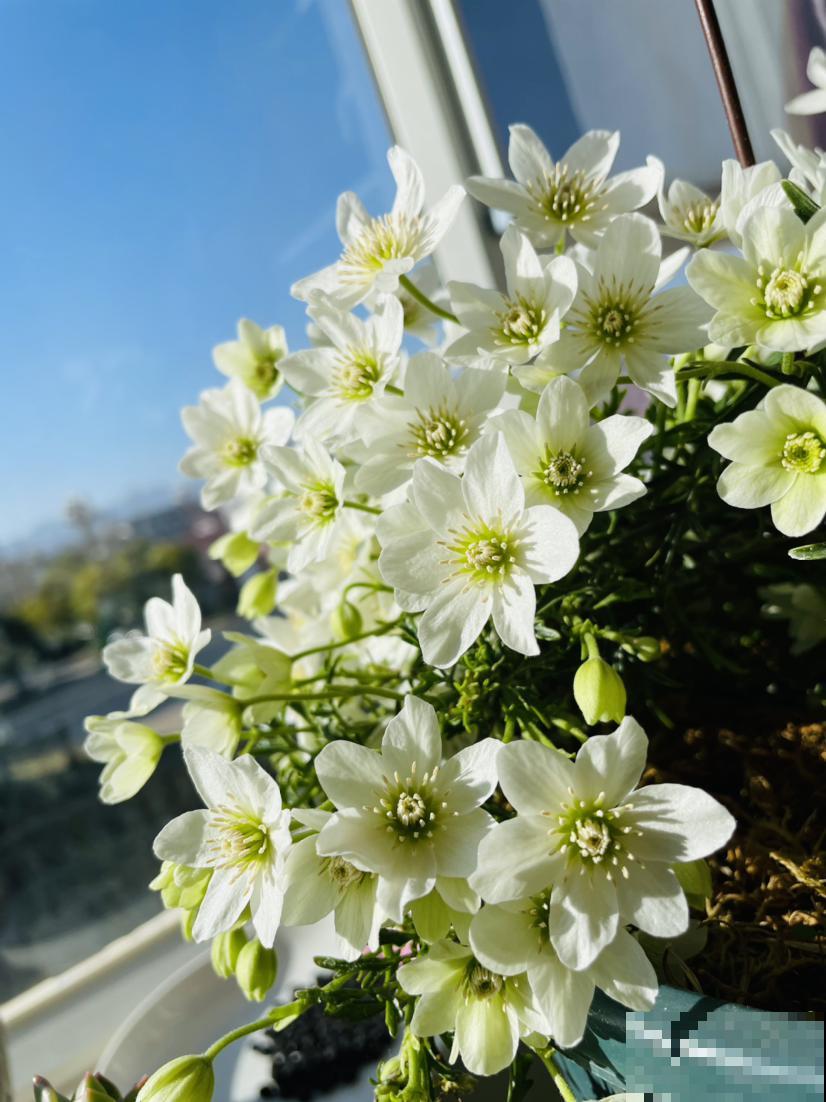 7种“美人爬藤花”,开花超美,颜色也好看 7种“美人爬藤花”,开花超美,颜色也好看