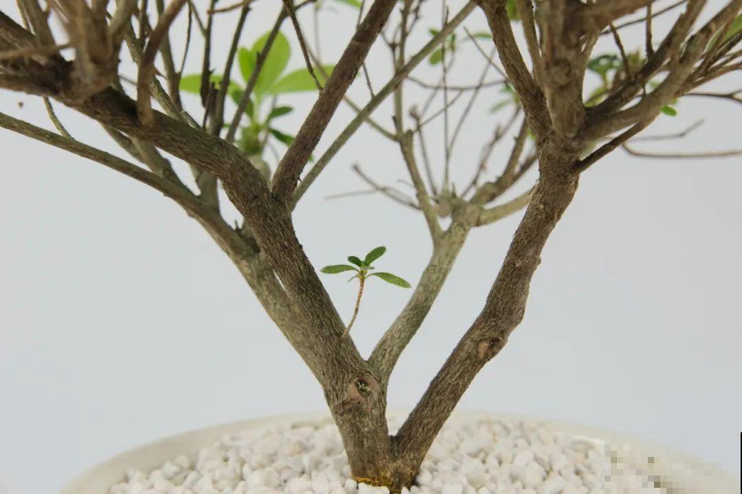 三角梅长不好?赶紧给它摘叶子,摘得越干净,长得越好 三角梅长不好?赶紧给它摘叶子,摘得越干净,长得越好