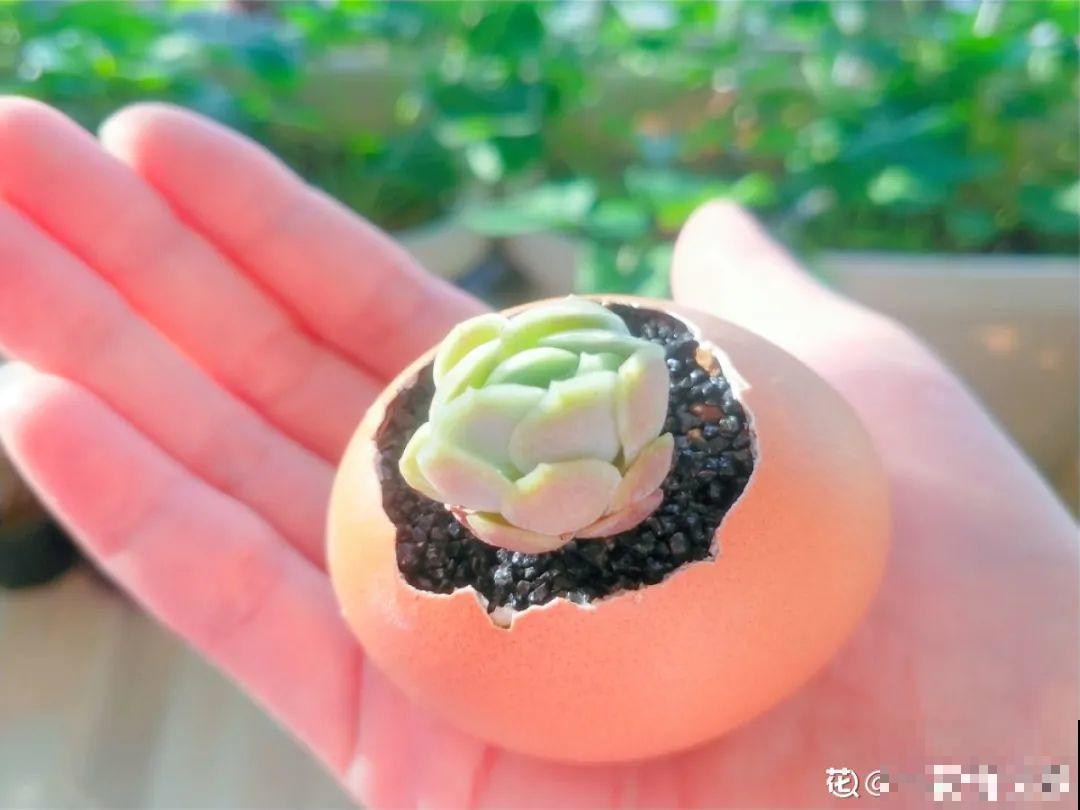 蛋壳里养多肉,长成老桩超好看,还能废物利用 蛋壳里养多肉,长成老桩超好看,还能废物利用