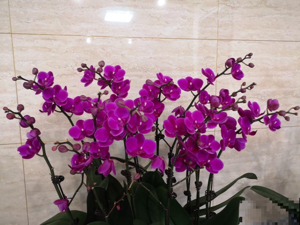 花总是被养死，不如养盆“永生花”，省心还好看