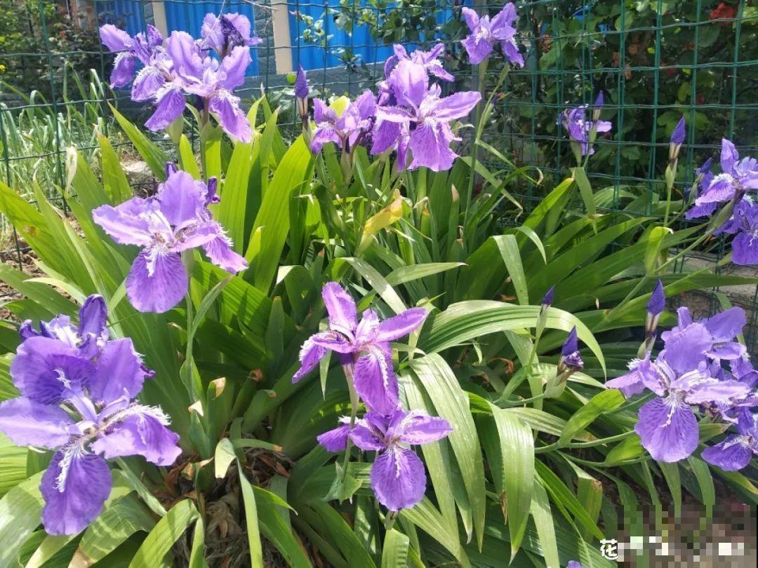 20种花不用买，开完花等20天，爆出好多种子！