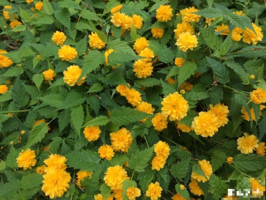 5月出门,收下这份百花图谱,啥花都能叫上名! 5月出门,收下这份百花图谱,啥花都能叫上名!