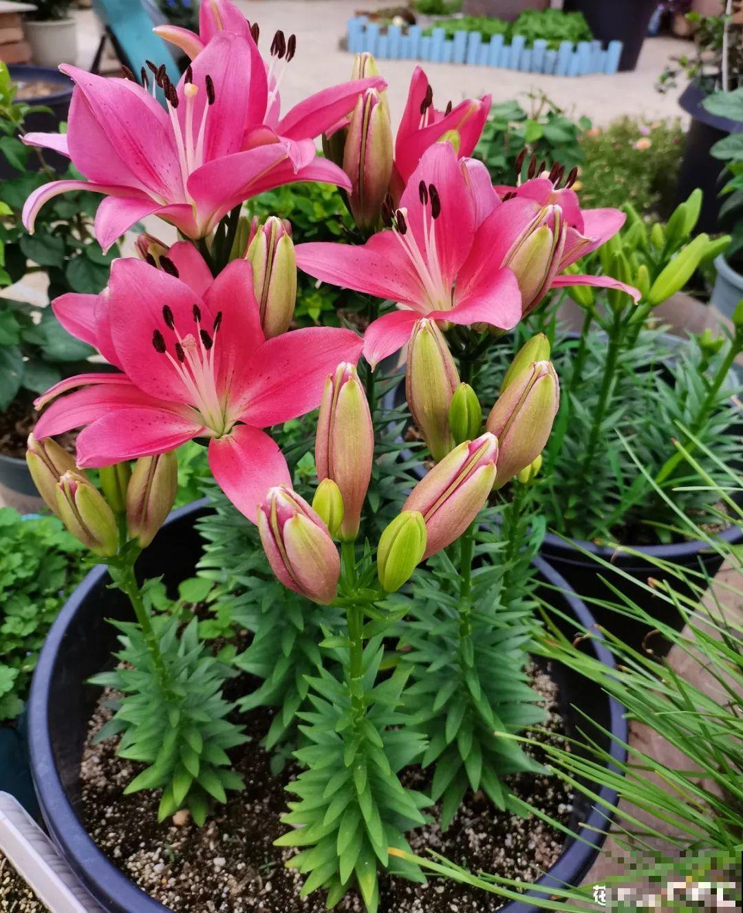 9种花是富贵命,必须大盆养,小盆养会憋死 9种花是富贵命,必须大盆养,小盆养会憋死