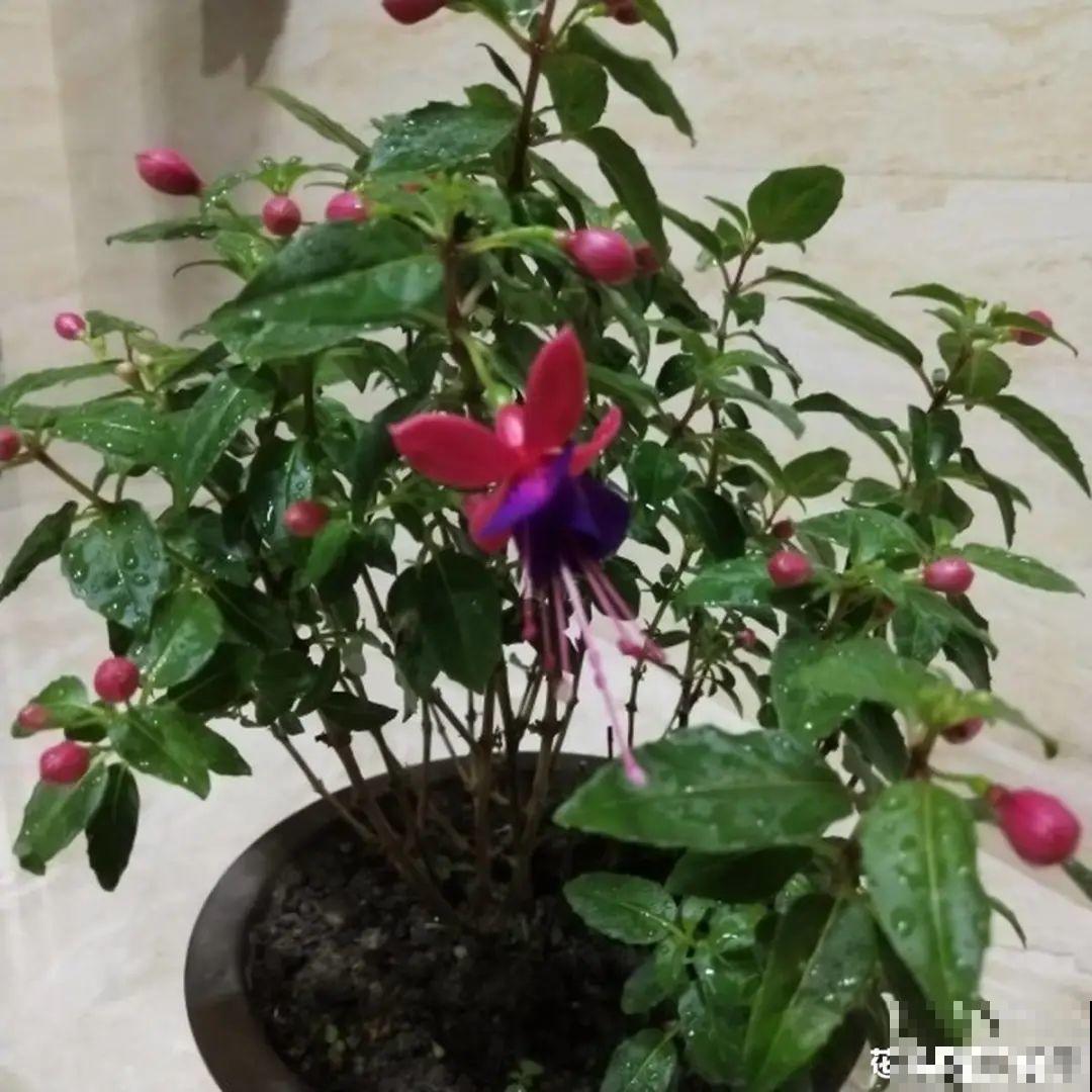 公认的难养花，买一盆死一盆，原来是被动了手脚…