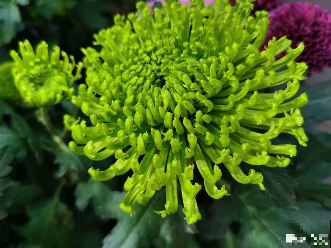 春天养盆绿色花,看着清爽干净,今年一定要养一盆 春天养盆绿色花,看着清爽干净,今年一定要养一盆