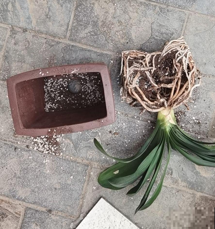 教你施肥的原则和方法,肥料给对了,开花也就不愁了! 教你施肥的原则和方法,肥料给对了,开花也就不愁了!