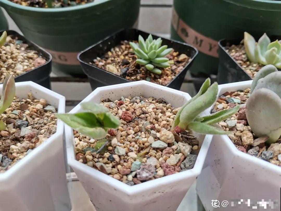 给多肉选花盆,才是最大的乐趣,不信你试试 给多肉选花盆,才是最大的乐趣,不信你试试