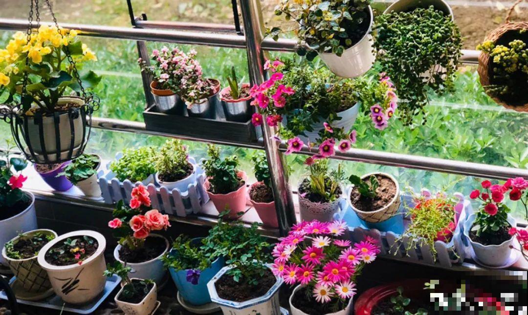 适合大门口养的花，开花时间要长，开花也要大气