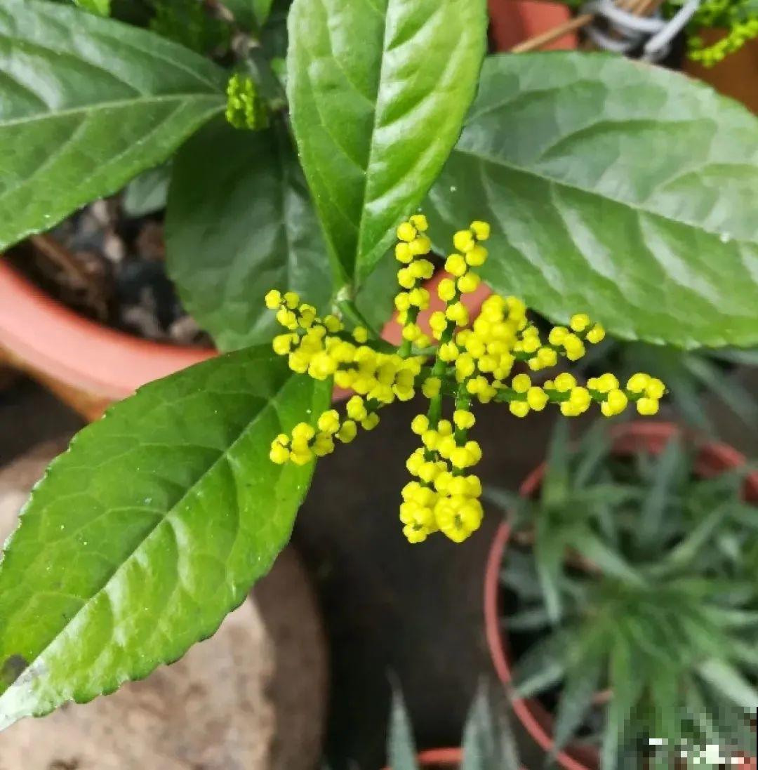 家里养盆香水花,满屋子飘香,还能净化空气 家里养盆香水花,满屋子飘香,还能净化空气