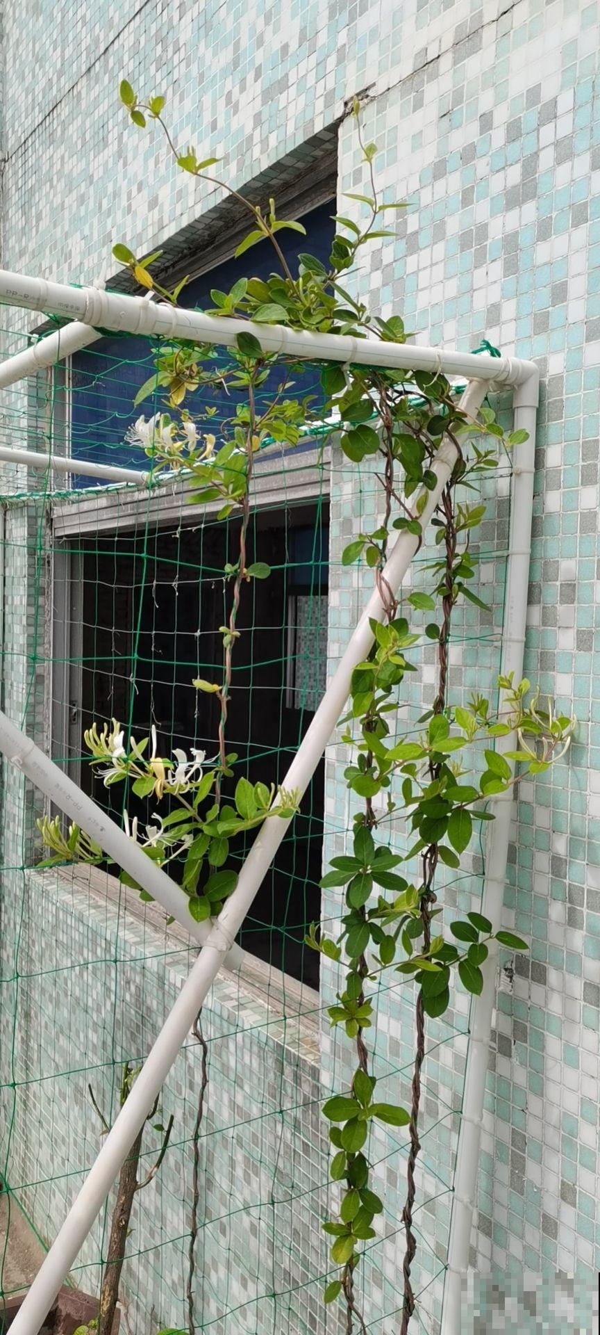 一扦插就活,还能用来泡茶喝,这花种了就是赚了! 一扦插就活,还能用来泡茶喝,这花种了就是赚了!