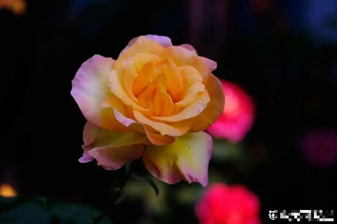 花园“三剑客”，可不太好养，能养好的都是高手