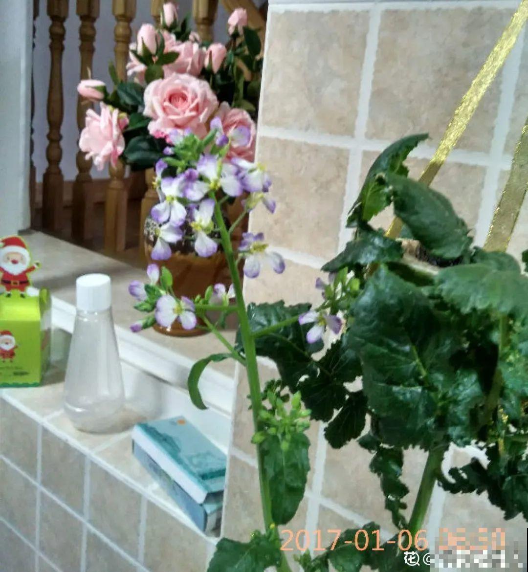 绿萝可以扔了,养盆“格调”花,颜值高还有气质 绿萝可以扔了,养盆“格调”花,颜值高还有气质