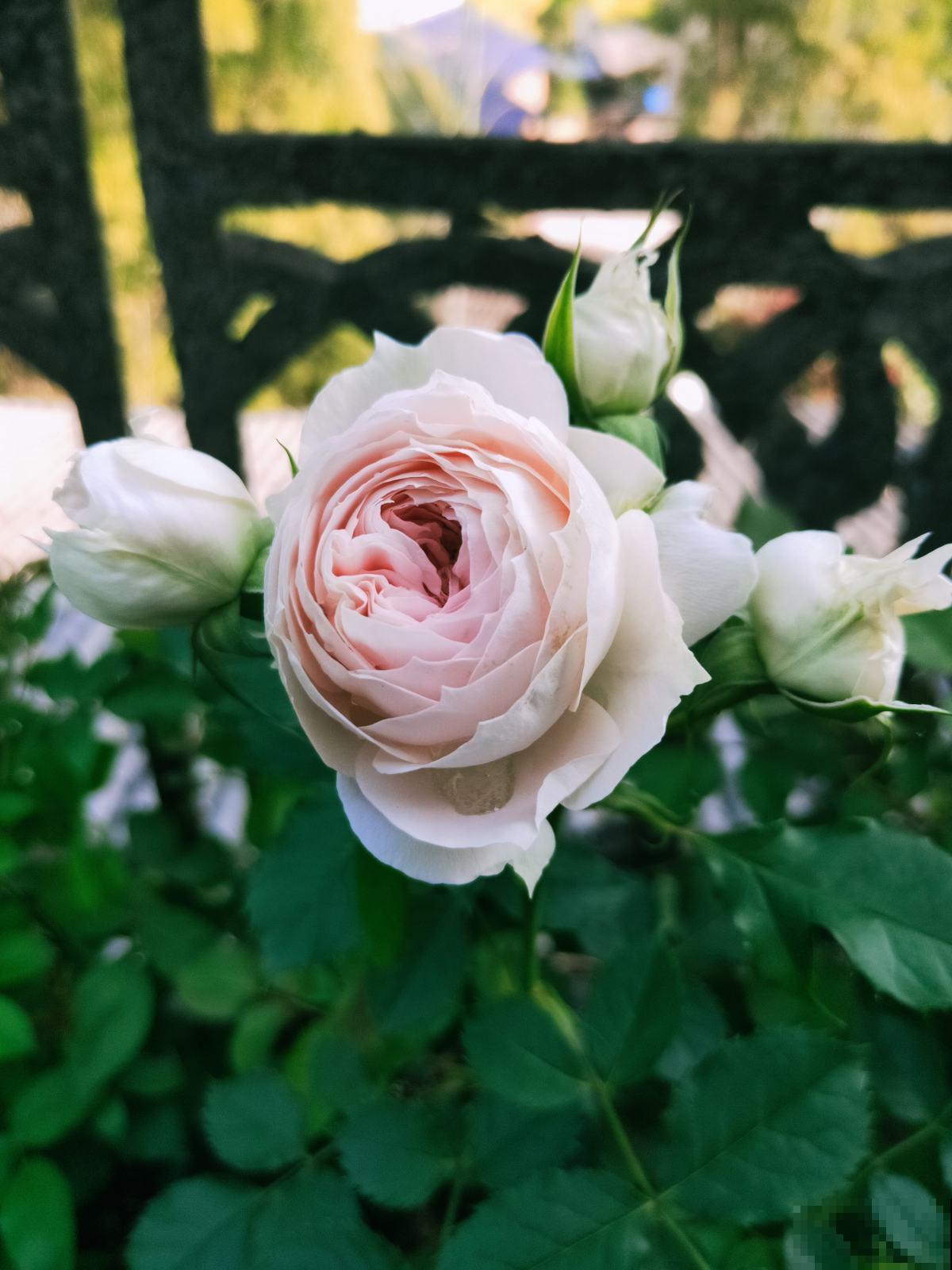 4种“活香水”,养在家里香香的,闻一闻心情都变好 4种“活香水”,养在家里香香的,闻一闻心情都变好